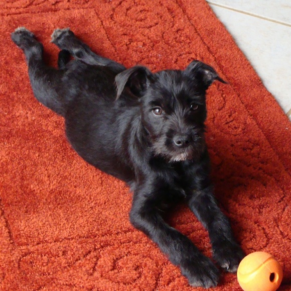 Meet your Posher, Jacqueline - Picture 2 of 3